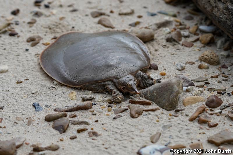 Gulf Coast Smooth Softshell (Apalone mutica calvata)