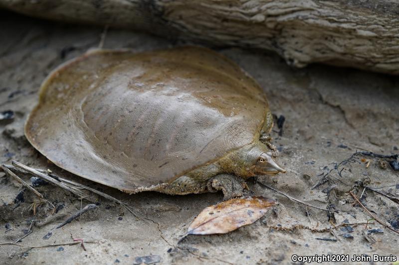 Gulf Coast Smooth Softshell (Apalone mutica calvata)