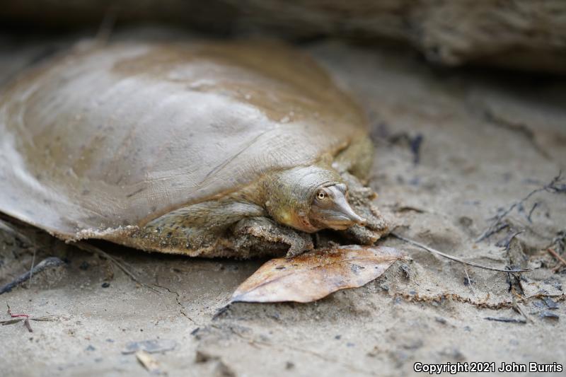 Gulf Coast Smooth Softshell (Apalone mutica calvata)