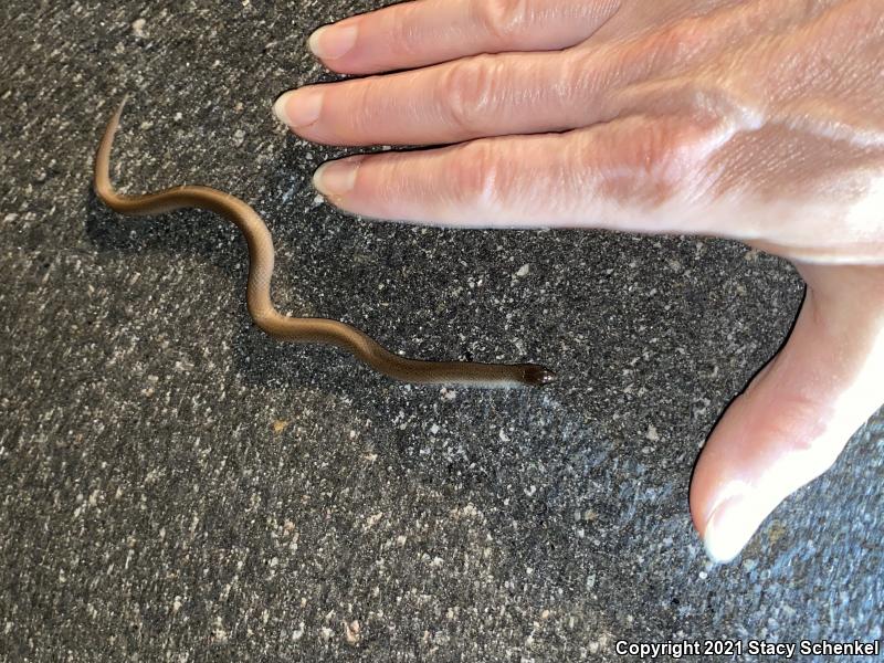 Smooth Earthsnake (Virginia valeriae)