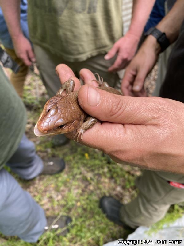 Broadhead Skink (Plestiodon laticeps)