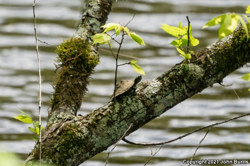 Ouachita Map Turtle (Graptemys ouachitensis ouachitensis)