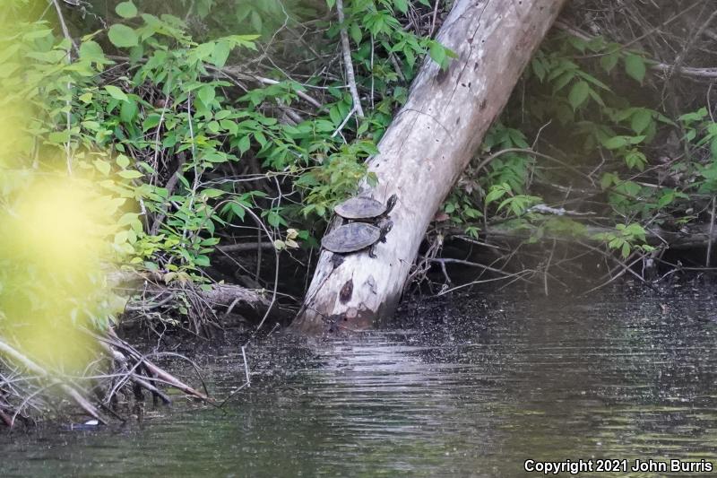 Eastern River Cooter (Pseudemys concinna concinna)