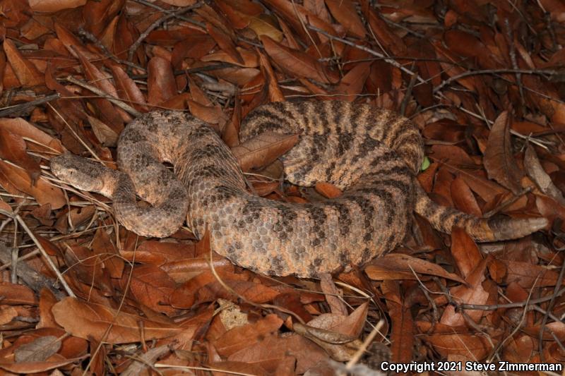 Tiger Rattlesnake (Crotalus tigris)