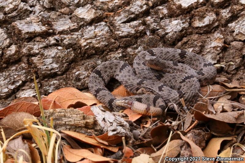 Banded Rock Rattlesnake (Crotalus lepidus klauberi)