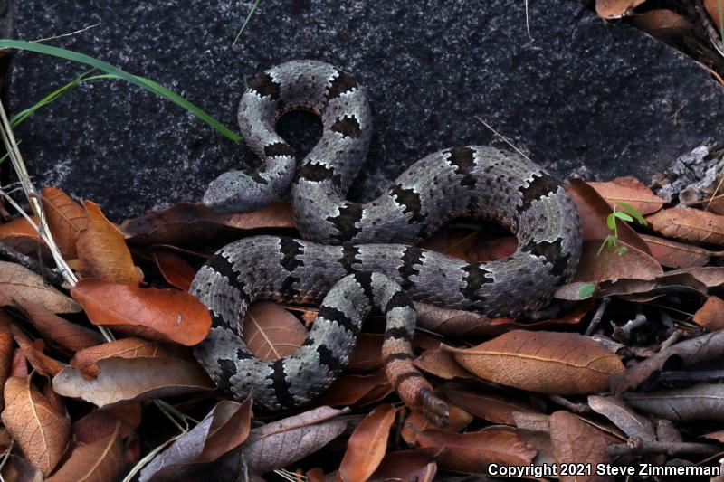 Banded Rock Rattlesnake (Crotalus lepidus klauberi)