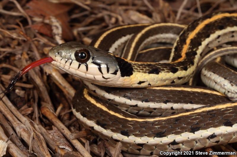 Black-necked Gartersnake (Thamnophis cyrtopsis)