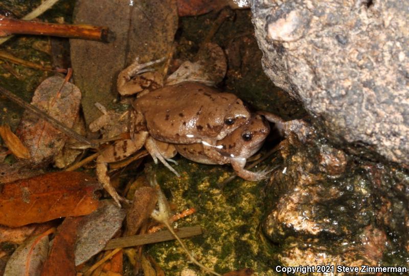 Mazatlan Narrow-mouthed Toad (Gastrophryne olivacea mazatlanensis)