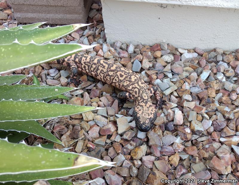 Gila Monster (Heloderma suspectum)