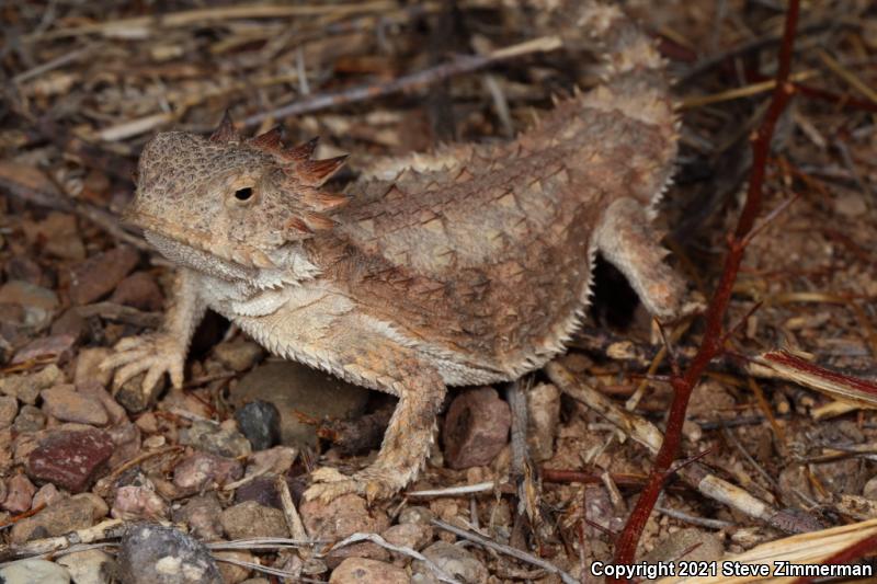 Regal Horned Lizard (Phrynosoma solare)