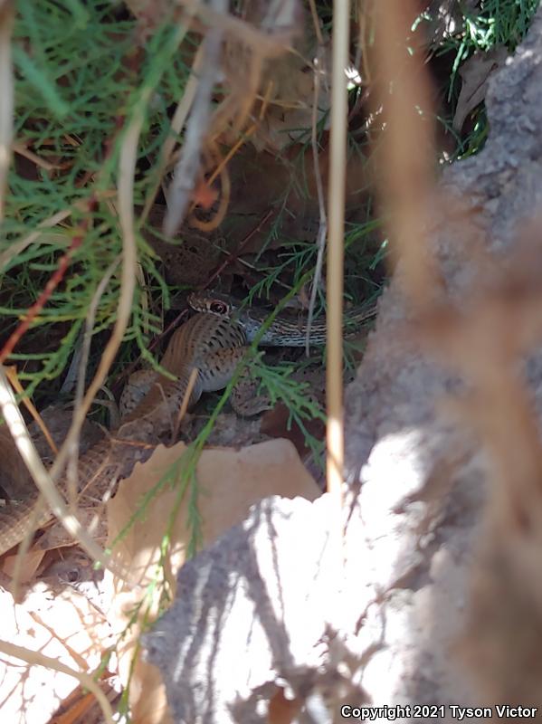 Northern Whiptail (Aspidoscelis tigris septentrionalis)