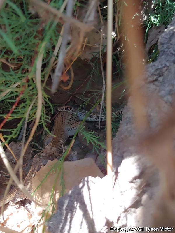 Desert Striped Whipsnake (Coluber taeniatus taeniatus)