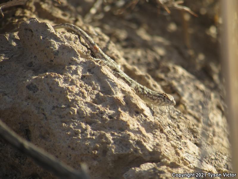 Nevada Side-blotched Lizard (Uta stansburiana nevadensis)