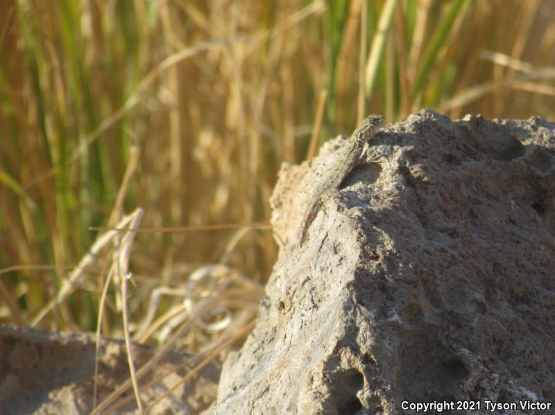 Nevada Side-blotched Lizard (Uta stansburiana nevadensis)