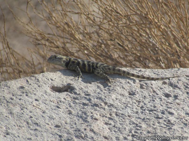 Yellow-backed Spiny Lizard (Sceloporus uniformis)