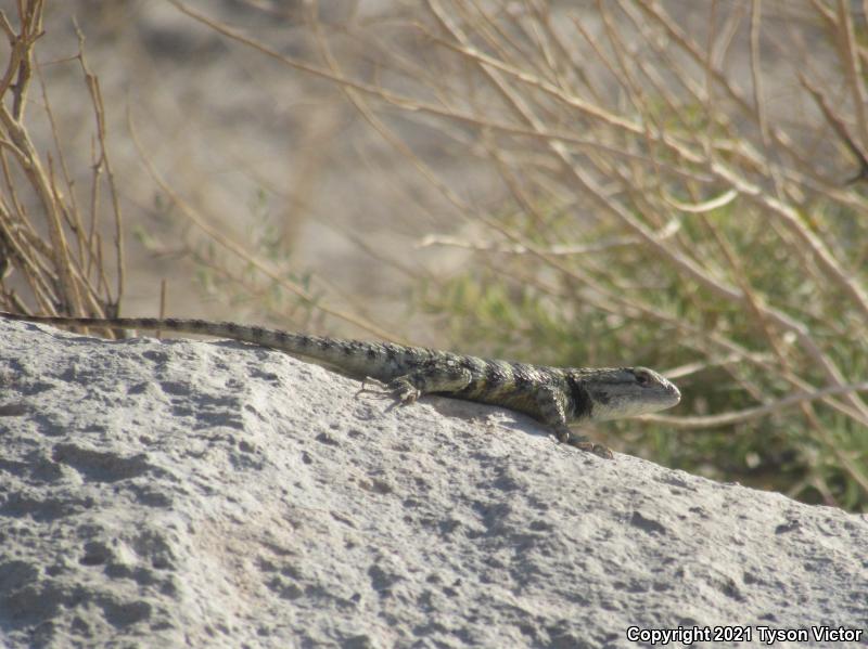 Yellow-backed Spiny Lizard (Sceloporus uniformis)