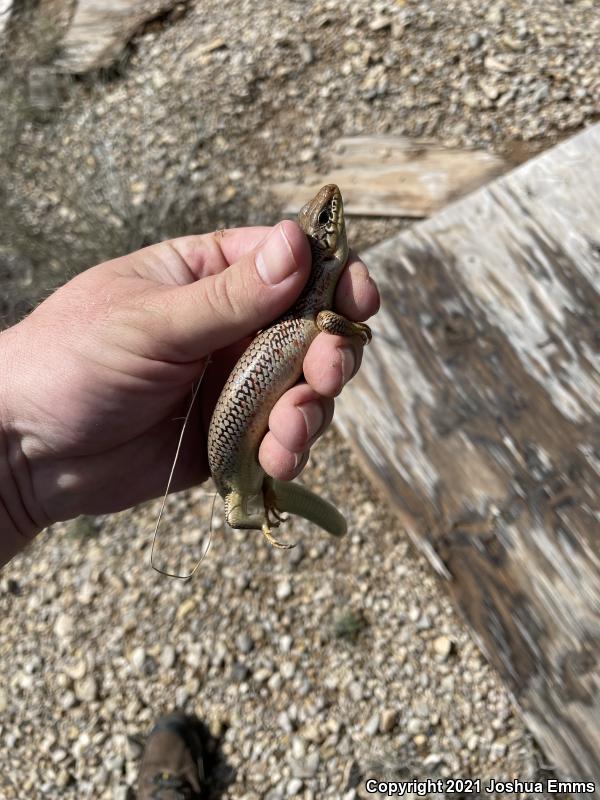 Great Plains Skink (Plestiodon obsoletus)