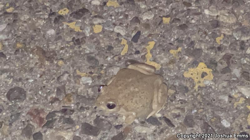 Chihuahuan Desert Spadefoot (Spea multiplicata stagnalis)