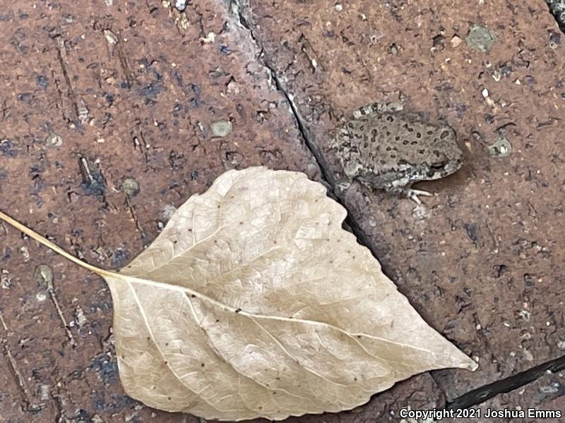 Woodhouse's Toad (Anaxyrus woodhousii woodhousii)