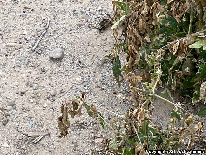 New Mexico Whiptail (Aspidoscelis neomexicana)