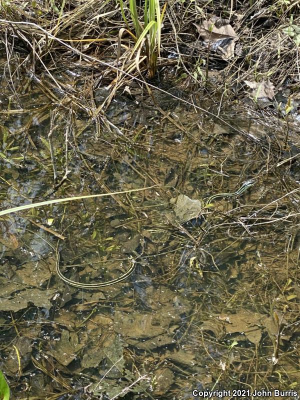 Orange-striped Ribbonsnake (Thamnophis proximus proximus)