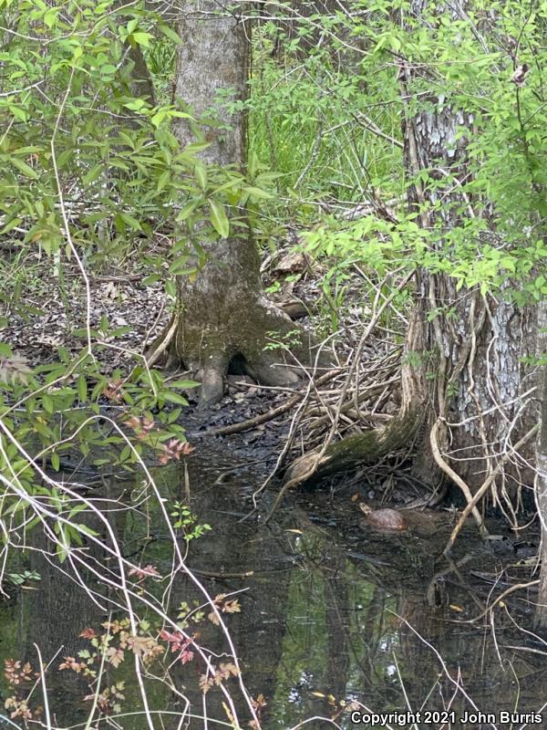 Three-toed Box Turtle (Terrapene carolina triunguis)