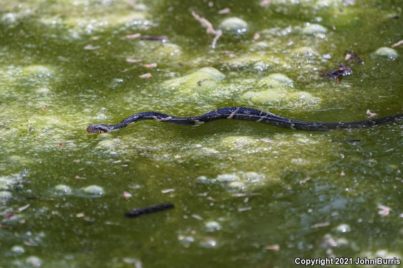 Broad-banded Watersnake (Nerodia fasciata confluens)