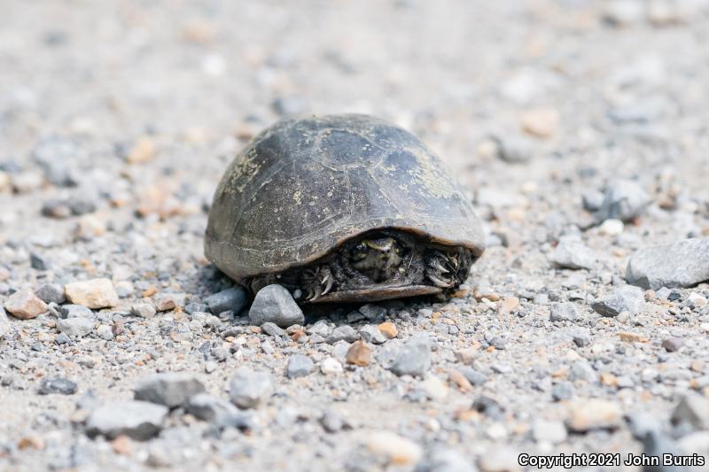 Mississippi Mud Turtle (Kinosternon subrubrum hippocrepis)