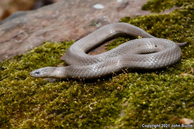 Western Smooth Earthsnake (Virginia valeriae elegans)