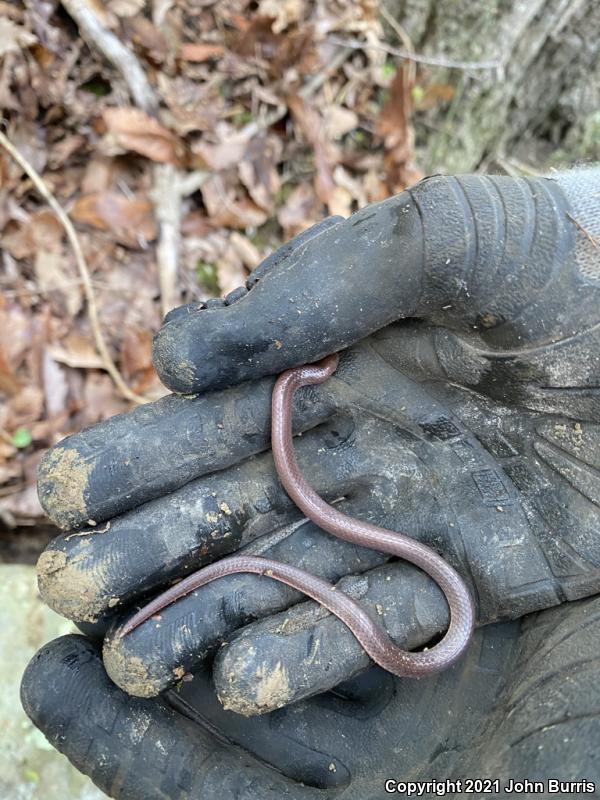 Midwestern Wormsnake (Carphophis amoenus helenae)