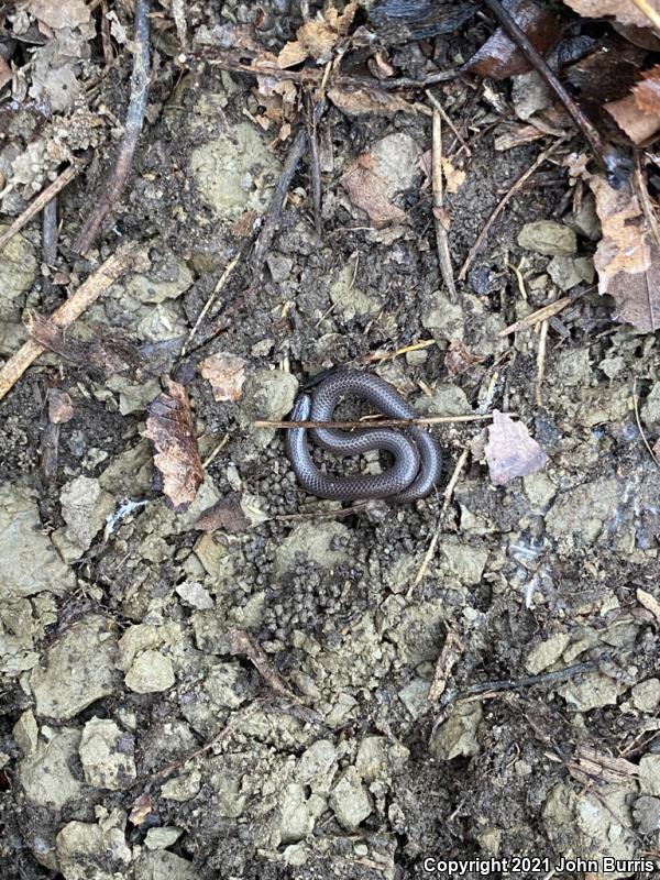 Midwestern Wormsnake (Carphophis amoenus helenae)