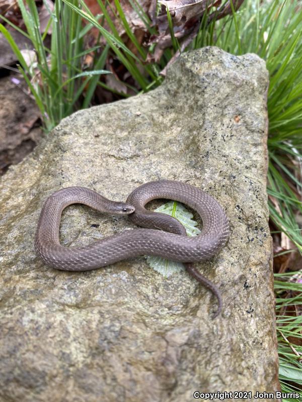 Western Smooth Earthsnake (Virginia valeriae elegans)