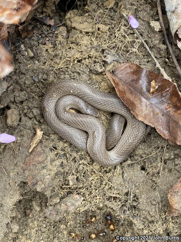 Western Smooth Earthsnake (Virginia valeriae elegans)