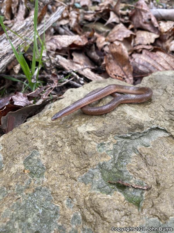 Midwestern Wormsnake (Carphophis amoenus helenae)