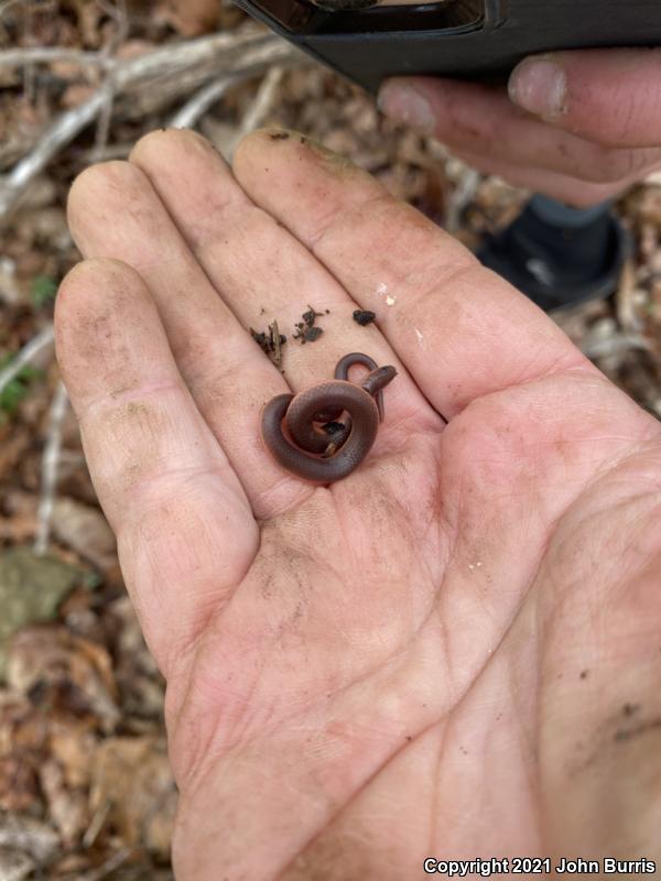 Midwestern Wormsnake (Carphophis amoenus helenae)