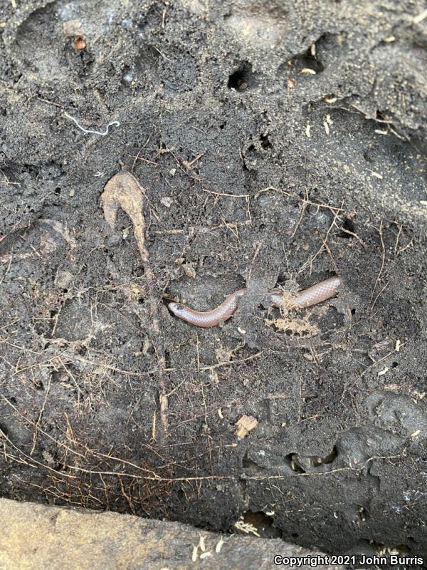 Midwestern Wormsnake (Carphophis amoenus helenae)