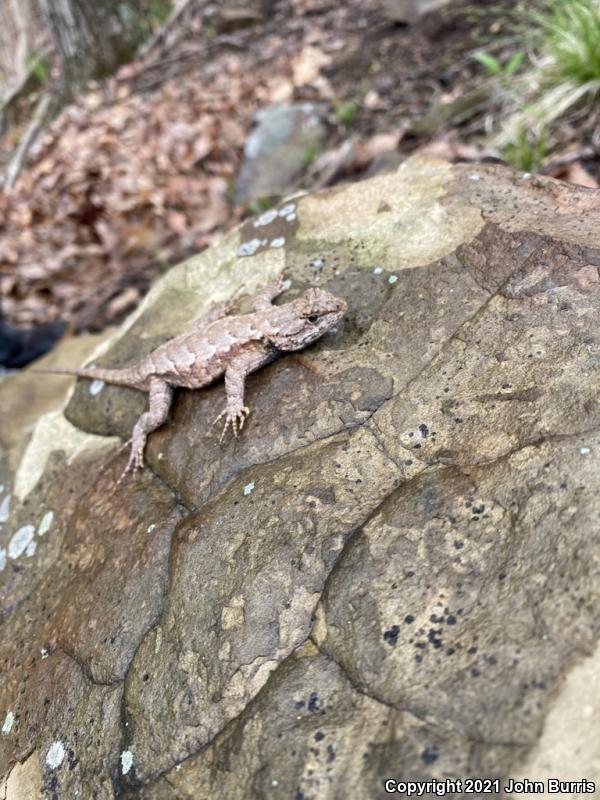 Eastern Fence Lizard (Sceloporus undulatus)