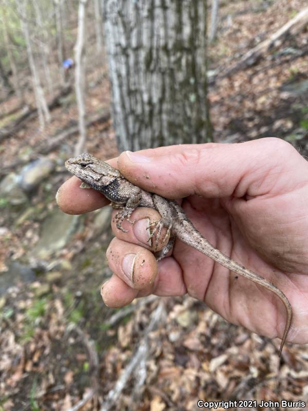 Eastern Fence Lizard (Sceloporus undulatus)