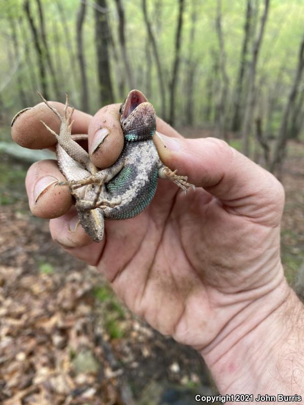 Eastern Fence Lizard (Sceloporus undulatus)