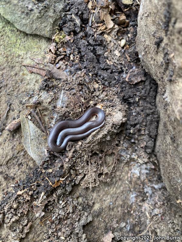 Midwestern Wormsnake (Carphophis amoenus helenae)