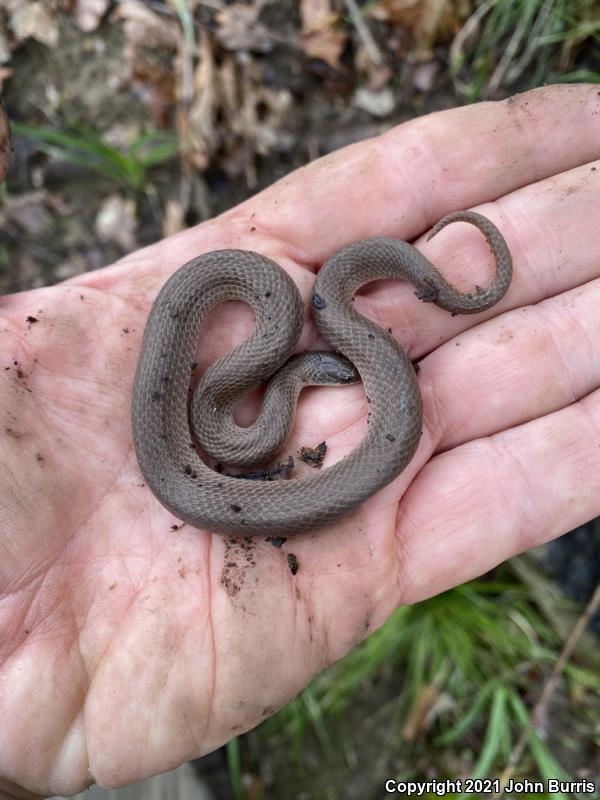 Western Smooth Earthsnake (Virginia valeriae elegans)