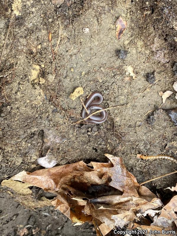 Midwestern Wormsnake (Carphophis amoenus helenae)