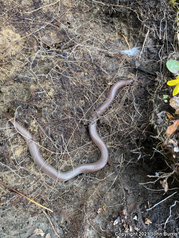 Midwestern Wormsnake (Carphophis amoenus helenae)