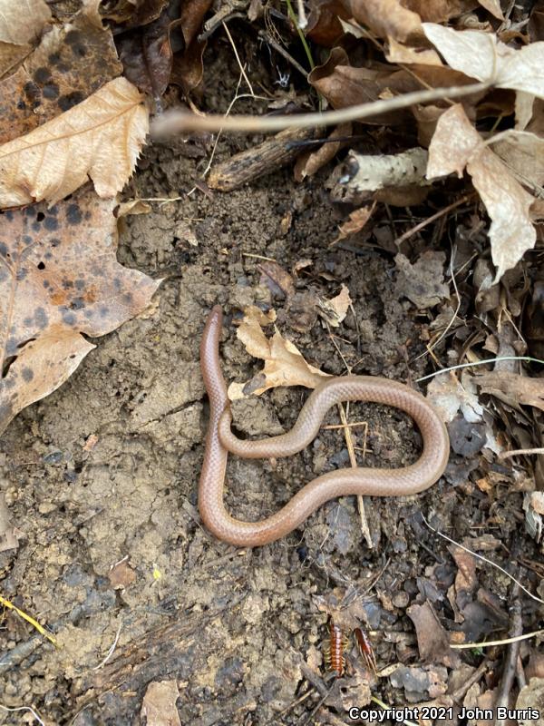 Midwestern Wormsnake (Carphophis amoenus helenae)