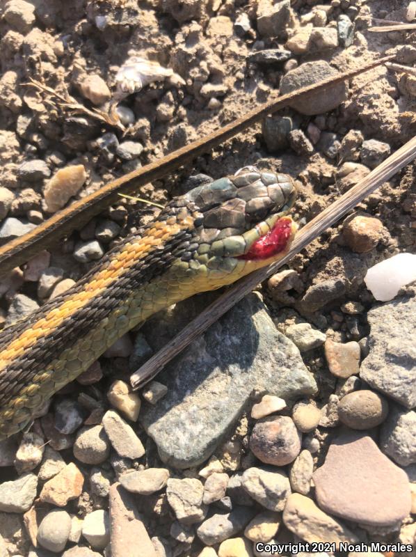 Diablo Gartersnake (Thamnophis atratus zaxanthus)