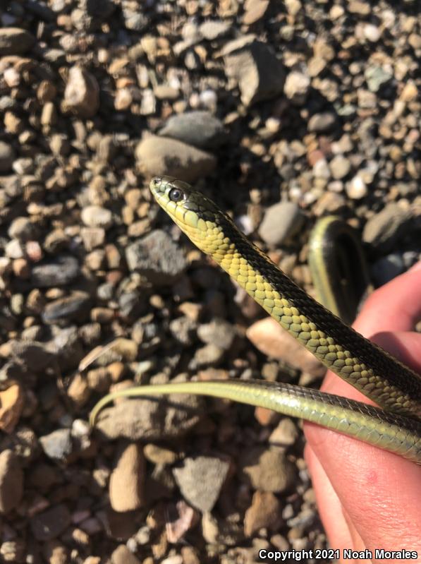 Diablo Gartersnake (Thamnophis atratus zaxanthus)