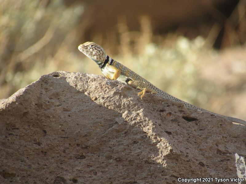 Great Basin Collared Lizard (Crotaphytus bicinctores)