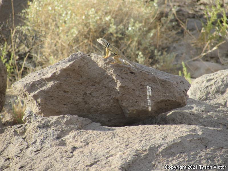 Great Basin Collared Lizard (Crotaphytus bicinctores)