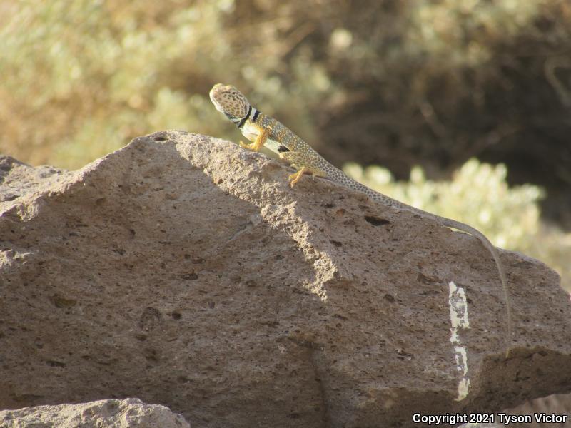 Great Basin Collared Lizard (Crotaphytus bicinctores)