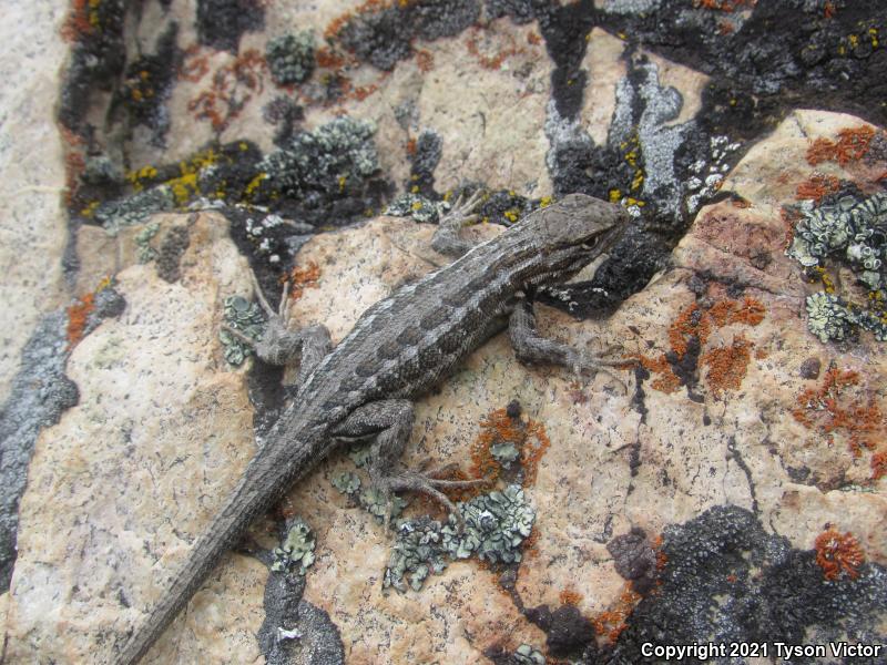 Western Sagebrush Lizard (Sceloporus graciosus gracilis)